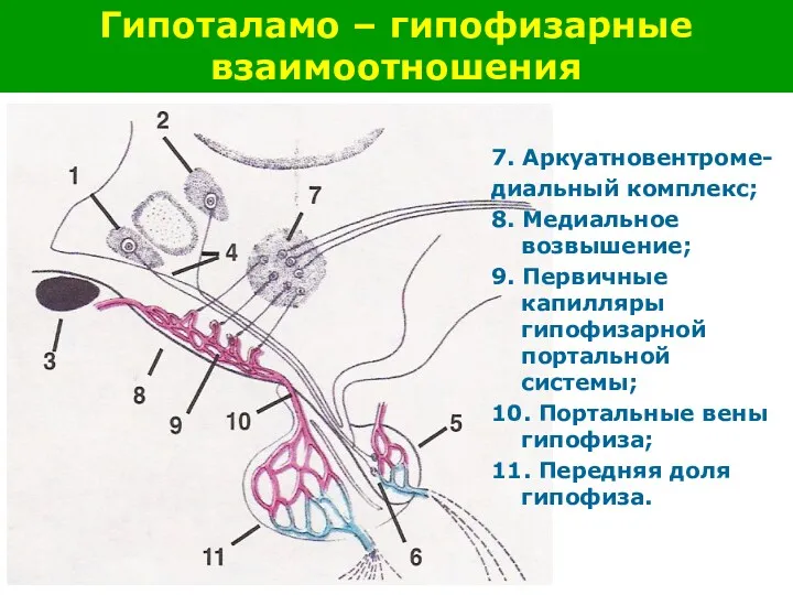 Гипоталамо – гипофизарные взаимоотношения 7. Аркуатновентроме- диальный комплекс; 8. Медиальное