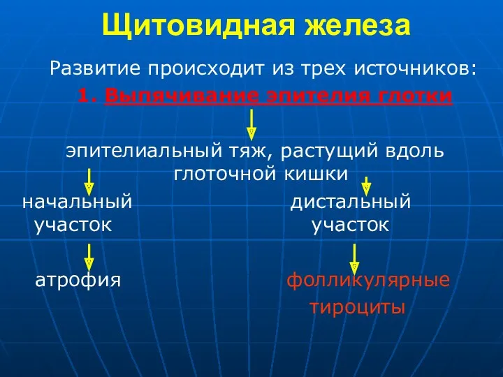 Щитовидная железа Развитие происходит из трех источников: 1. Выпячивание эпителия