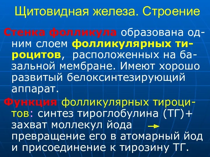 Щитовидная железа. Строение Стенка фолликула образована од-ним слоем фолликулярных ти-роцитов,