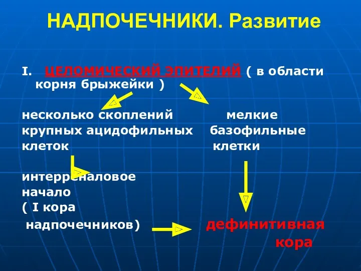 НАДПОЧЕЧНИКИ. Развитие I. ЦЕЛОМИЧЕСКИЙ ЭПИТЕЛИЙ ( в области корня брыжейки