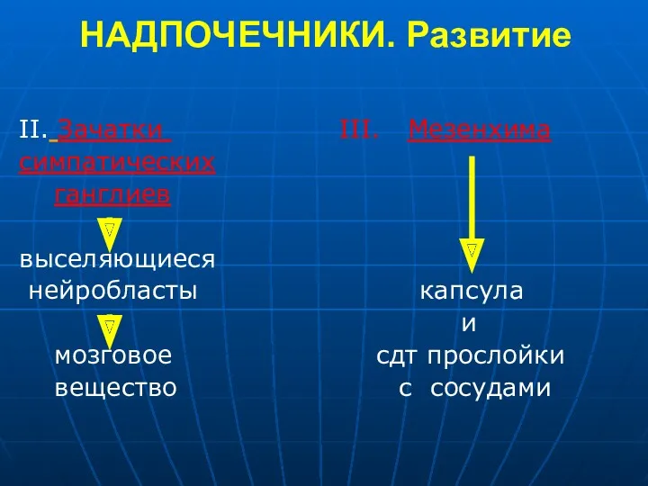 НАДПОЧЕЧНИКИ. Развитие II. Зачатки III. Мезенхима симпатических ганглиев выселяющиеся нейробласты