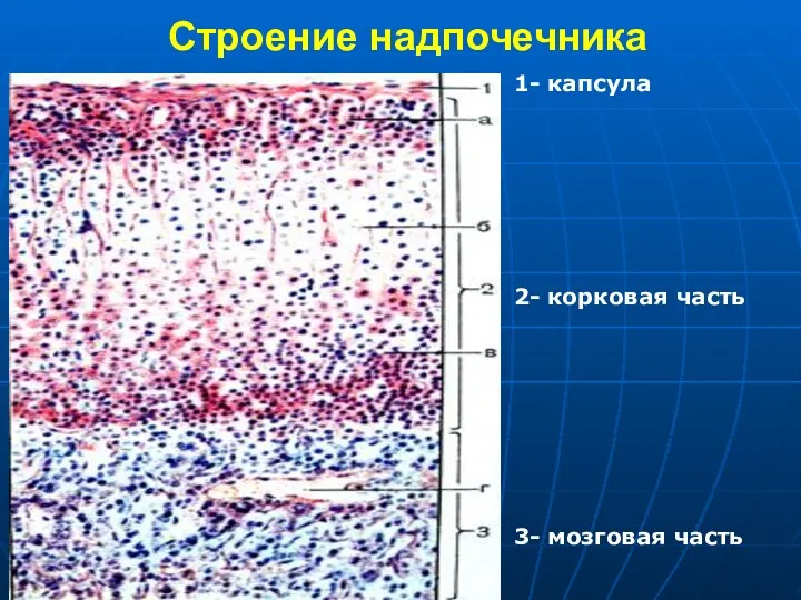 Строение надпочечника 1- капсула 2- корковая часть 3- мозговая часть