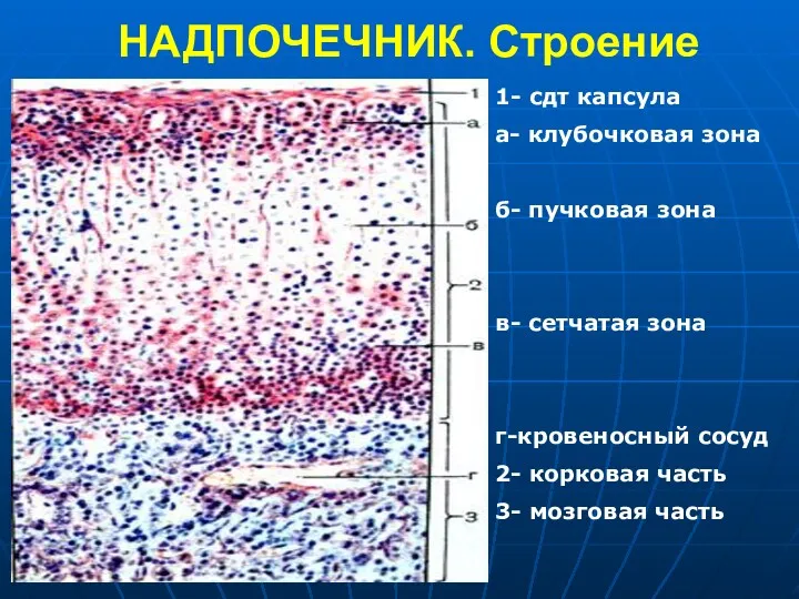 НАДПОЧЕЧНИК. Строение 1- сдт капсула а- клубочковая зона б- пучковая