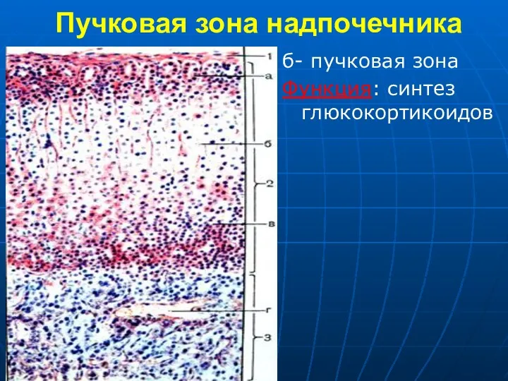 Пучковая зона надпочечника б- пучковая зона Функция: синтез глюкокортикоидов