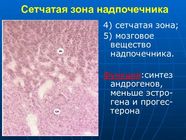 Сетчатая зона надпочечника 4) сетчатая зона; 5) мозговое вещество надпочечника. Функция:синтез андрогенов, меньше эстро-гена и прогес-терона