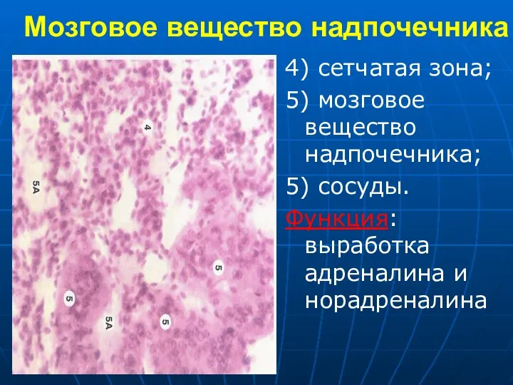 Мозговое вещество надпочечника 4) сетчатая зона; 5) мозговое вещество надпочечника;