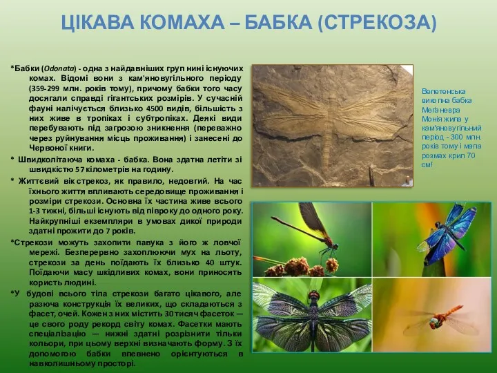 ЦІКАВА КОМАХА – БАБКА (СТРЕКОЗА) *Бабки (Odonata) - одна з