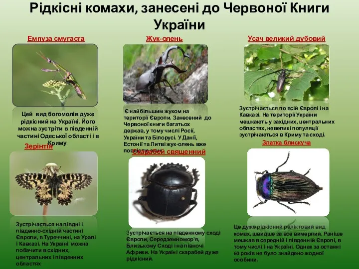 Рідкісні комахи, занесені до Червоної Книги України Цей вид богомолів