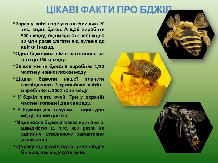 *Зараз у світі налічується близько 20 тис. видів бджіл. А