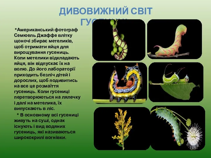 *Американський фотограф Семюель Джаффе влітку щоночі збирає метеликів, щоб отримати