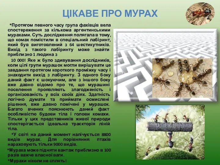 ЦІКАВЕ ПРО МУРАХ *Протягом певного часу група фахівців вела спостереження