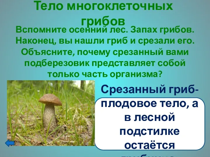 Тело многоклеточных грибов Вспомните осенний лес. Запах грибов. Наконец, вы нашли гриб и