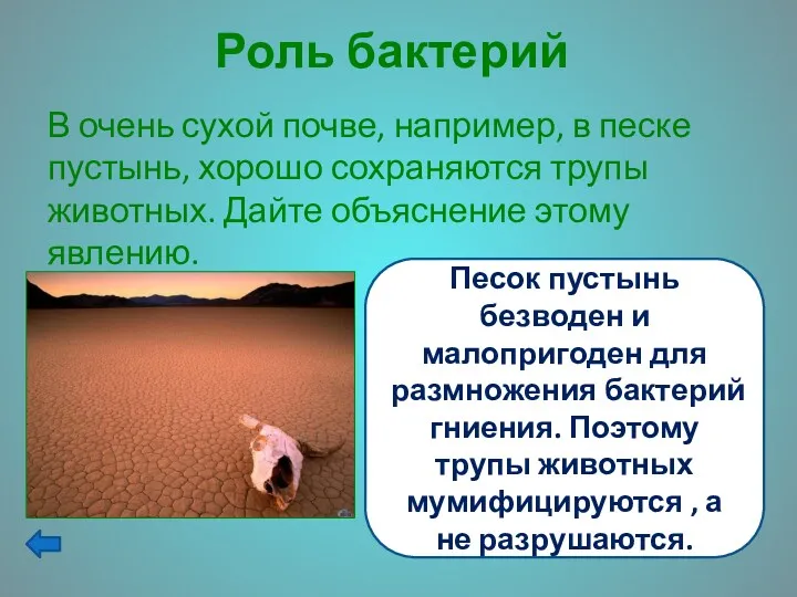 Роль бактерий В очень сухой почве, например, в песке пустынь, хорошо сохраняются трупы