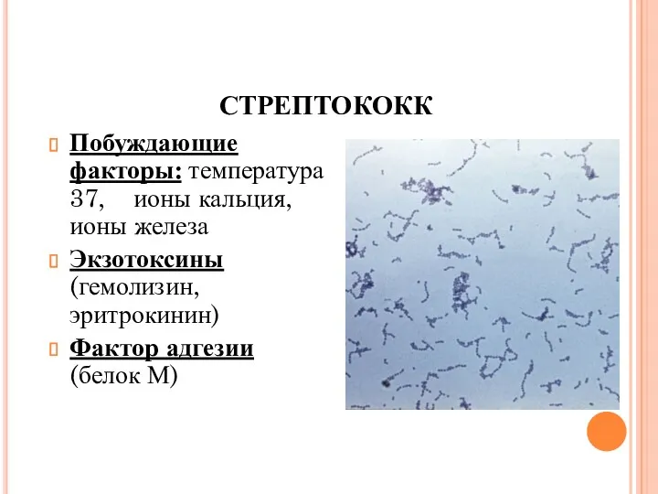 Побуждающие факторы: температура 37, ионы кальция, ионы железа Экзотоксины (гемолизин, эритрокинин) Фактор адгезии (белок М) СТРЕПТОКОКК