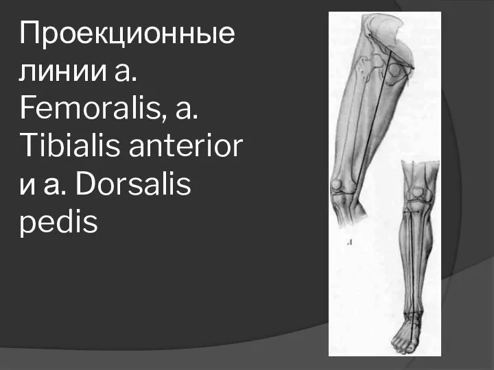 Проекционные линии a. Femoralis, a. Tibialis anterior и а. Dorsalis pedis