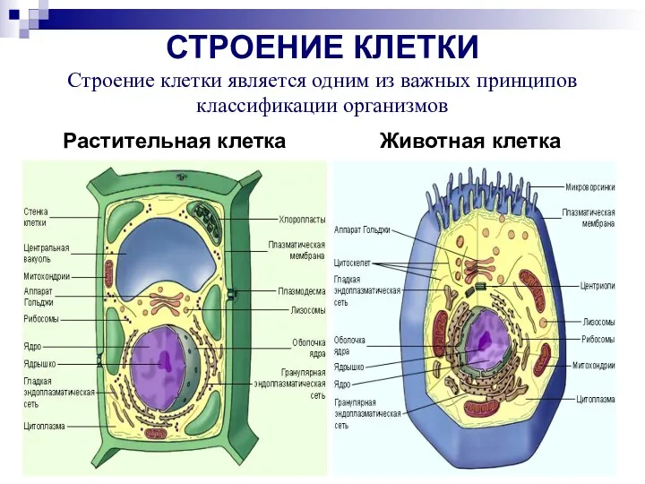 СТРОЕНИЕ КЛЕТКИ Строение клетки является одним из важных принципов классификации организмов Растительная клетка Животная клетка