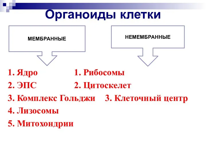 Органоиды клетки 1. Ядро 1. Рибосомы 2. ЭПС 2. Цитоскелет