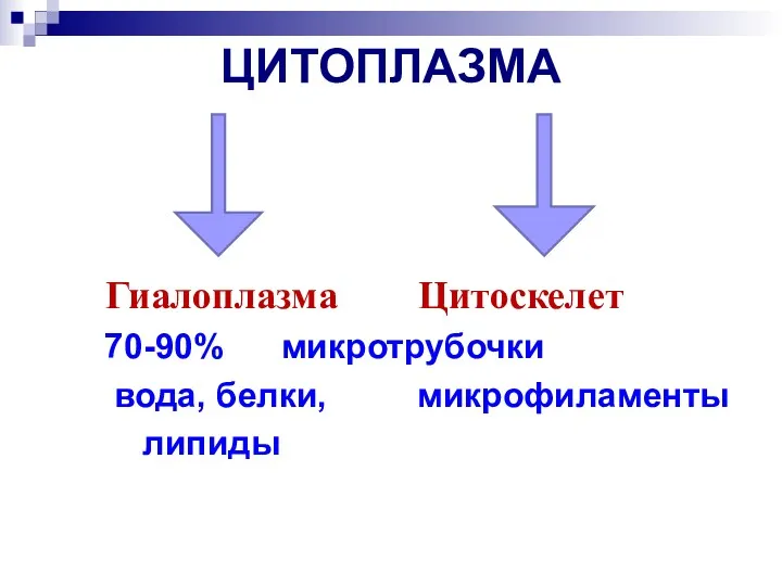 ЦИТОПЛАЗМА Гиалоплазма Цитоскелет 70-90% микротрубочки вода, белки, микрофиламенты липиды