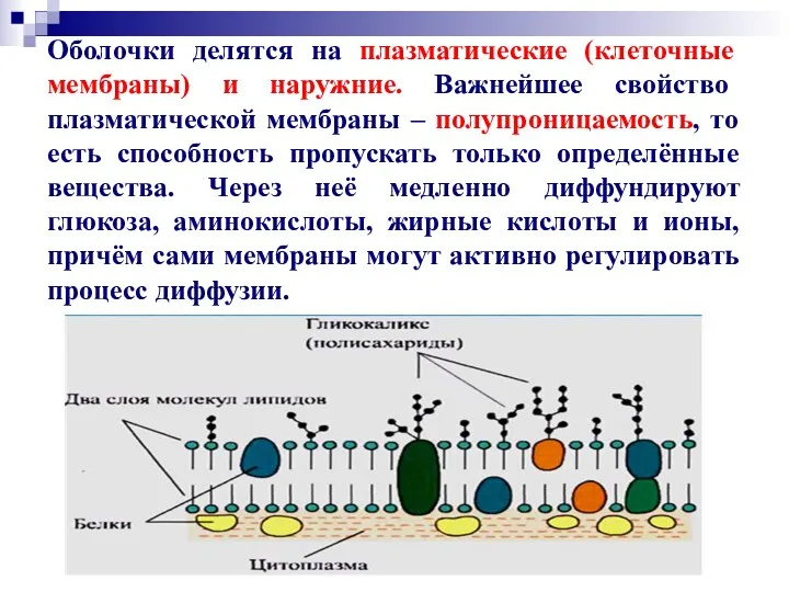 Оболочки делятся на плазматические (клеточные мембраны) и наружние. Важнейшее свойство