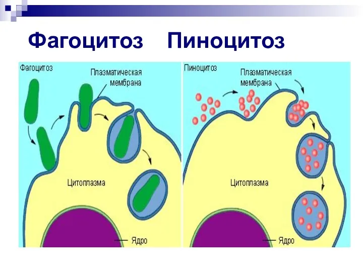 Фагоцитоз Пиноцитоз