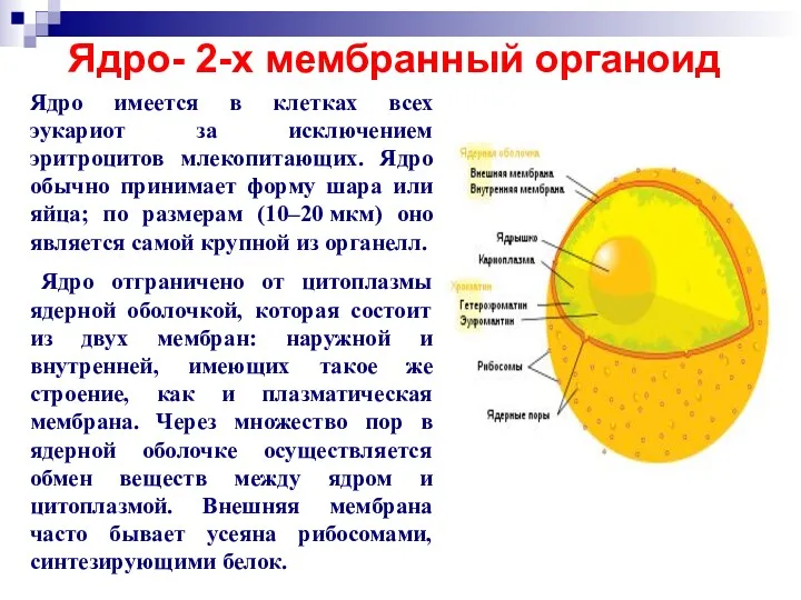 Ядро- 2-х мембранный органоид Ядро имеется в клетках всех эукариот