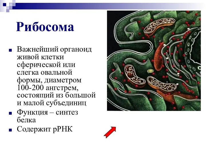 Рибосома Важнейший органоид живой клетки сферической или слегка овальной формы,