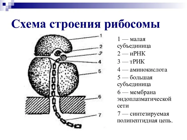 Схема строения рибосомы 1 — малая субъединица 2 — иРНК