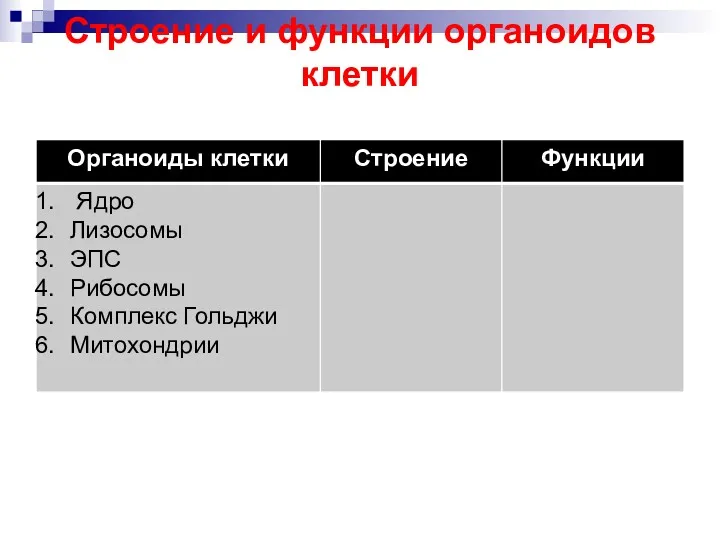 Строение и функции органоидов клетки