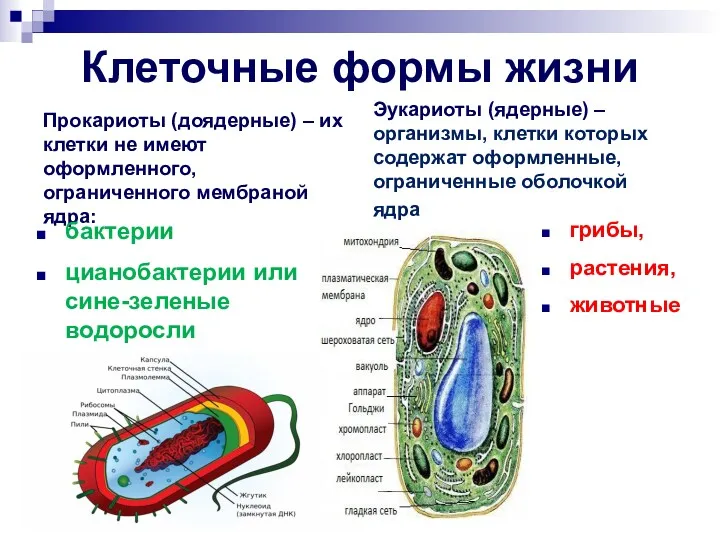 Клеточные формы жизни Прокариоты (доядерные) – их клетки не имеют