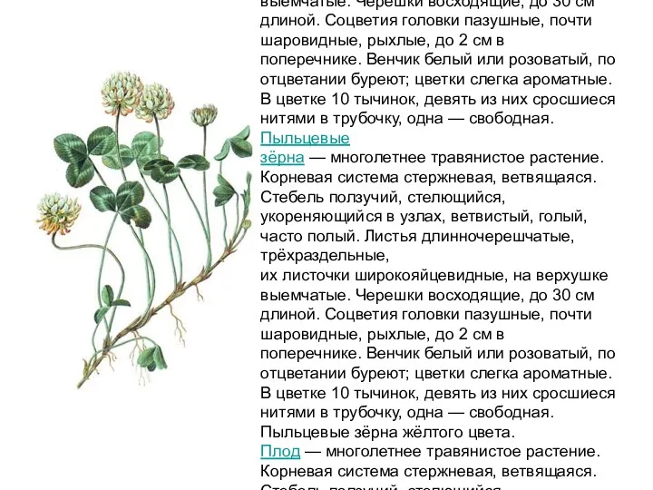 Клевер ползучий — многолетнее — многолетнее травянистое — многолетнее травянистое