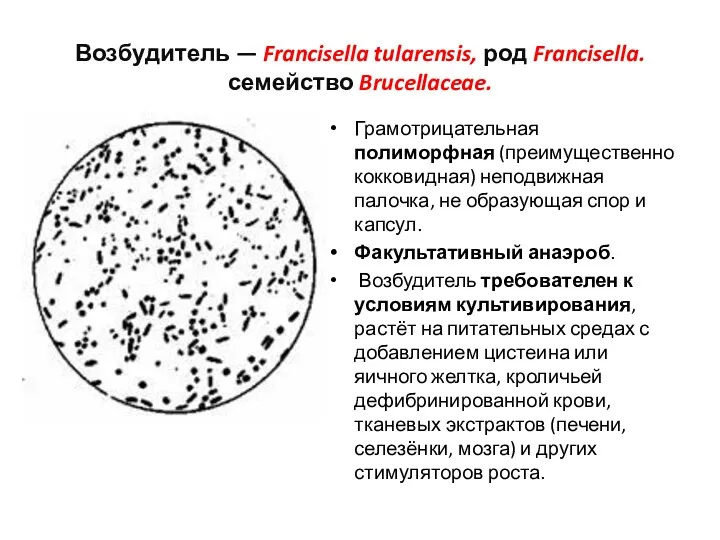 Возбудитель — Francisella tularensis, род Francisella. семейство Brucellaceae. Грамотрицательная полиморфная
