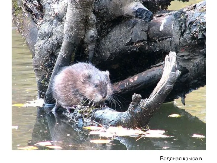 Водяная крыса в НСО