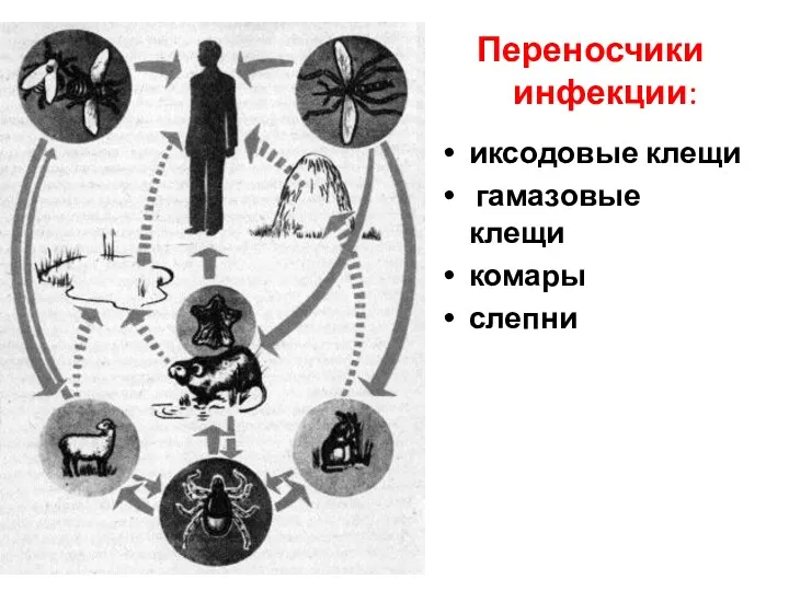 Переносчики инфекции: иксодовые клещи гамазовые клещи комары слепни