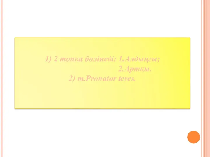 1) 2 топқа бөлінеді: 1.Алдыңғы; 2.Артқы. 2) m.Pronator teres.