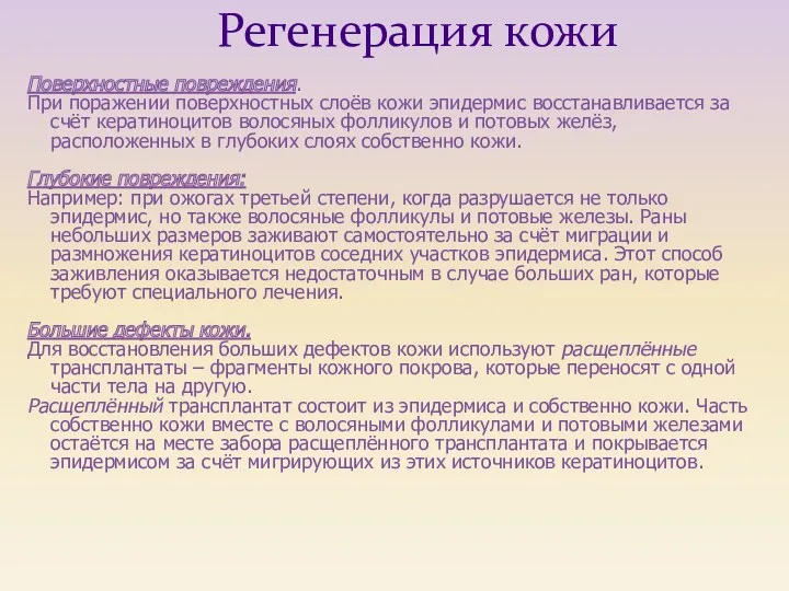 Поверхностные повреждения. При поражении поверхностных слоёв кожи эпидермис восстанавливается за