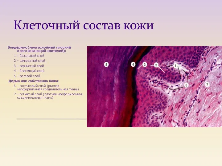 Клеточный состав кожи Эпидермис (многослойный плоский ороговевающий эпителий): 1 –