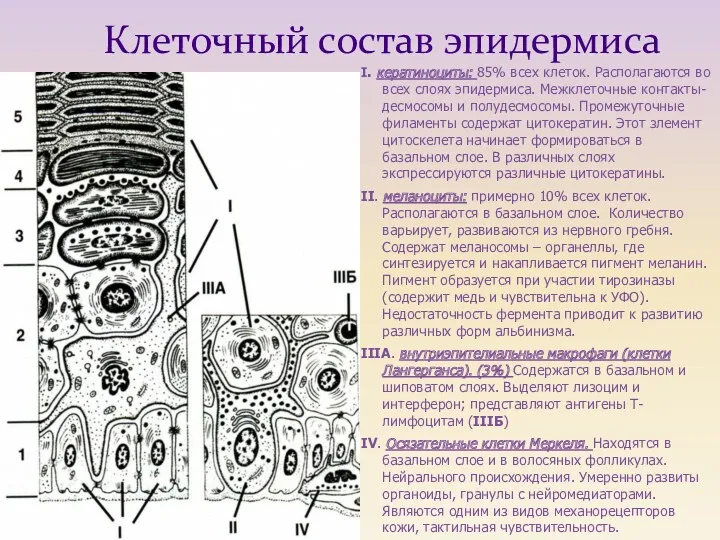 I. кератиноциты: 85% всех клеток. Располагаются во всех слоях эпидермиса.