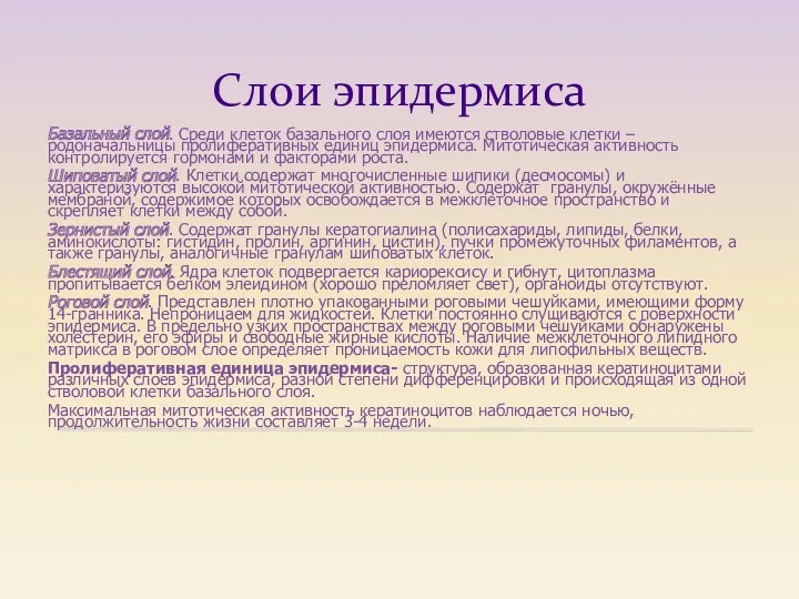 Слои эпидермиса Базальный слой. Среди клеток базального слоя имеются стволовые