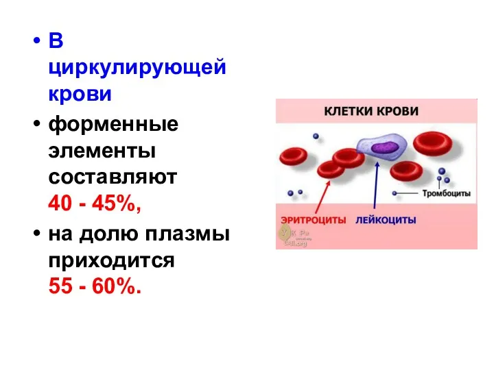 В циркулирующей крови форменные элементы составляют 40 - 45%, на долю плазмы приходится 55 - 60%.