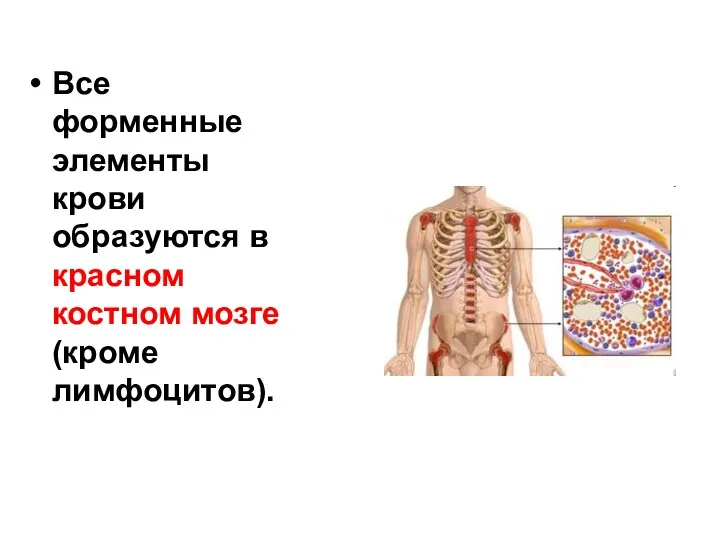 Все форменные элементы крови образуются в красном костном мозге (кроме лимфоцитов).