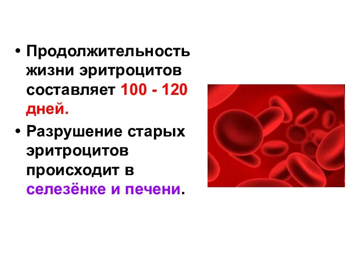 Продолжительность жизни эритроцитов составляет 100 - 120 дней. Разрушение старых эритроцитов происходит в селезёнке и печени.