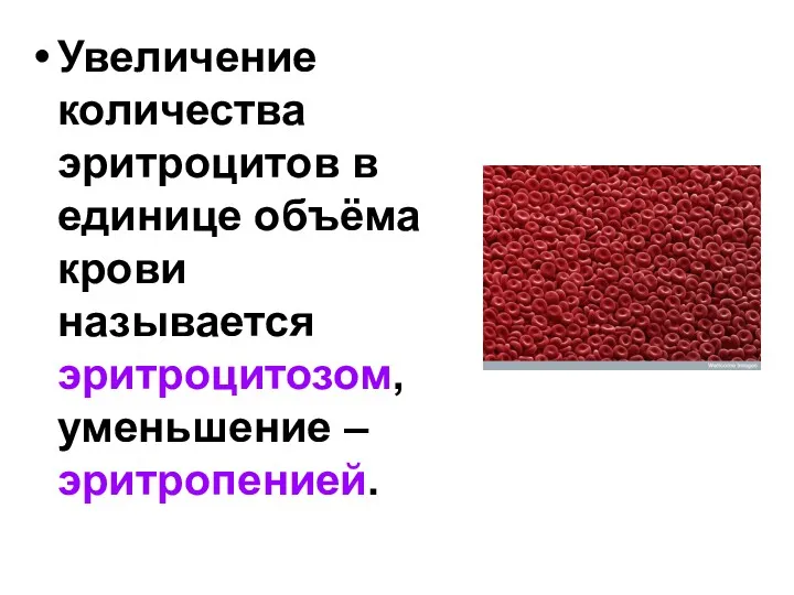 Увеличение количества эритроцитов в единице объёма крови называется эритроцитозом, уменьшение – эритропенией.