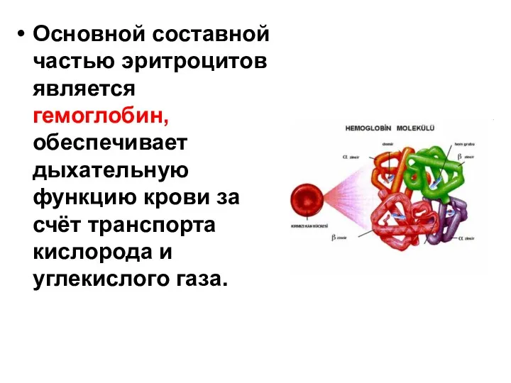 Основной составной частью эритроцитов является гемоглобин, обеспечивает дыхательную функцию крови