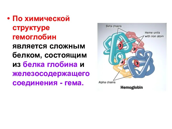 По химической структуре гемоглобин является сложным белком, состоящим из белка глобина и железосодержащего соединения - гема.