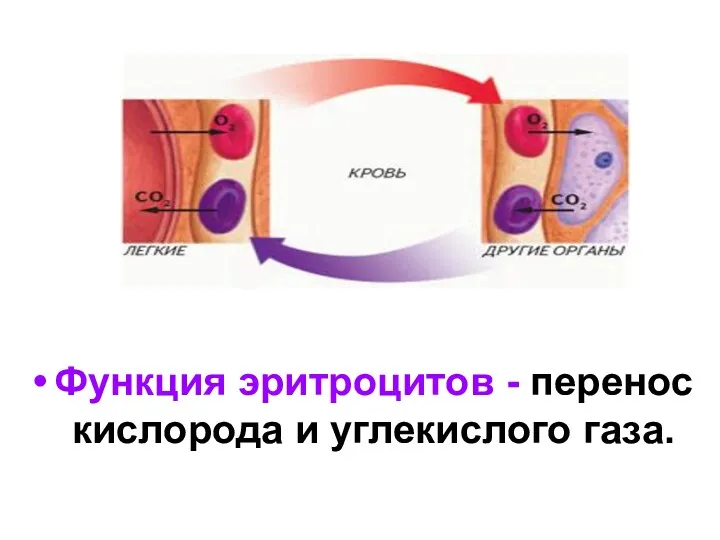 Функция эритроцитов - перенос кислорода и углекислого газа.