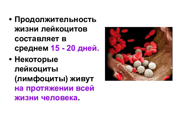 Продолжительность жизни лейкоцитов составляет в среднем 15 - 20 дней.