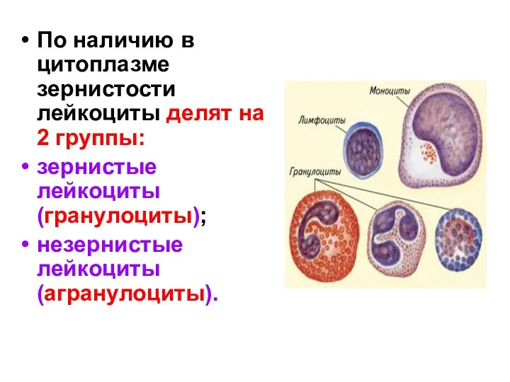 По наличию в цитоплазме зернистости лейкоциты делят на 2 группы: зернистые лейкоциты (гранулоциты); незернистые лейкоциты (агранулоциты).