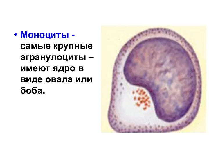 Моноциты - самые крупные агранулоциты –имеют ядро в виде овала или боба.