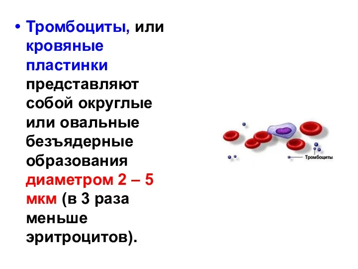 Тромбоциты, или кровяные пластинки представляют собой округлые или овальные безъядерные