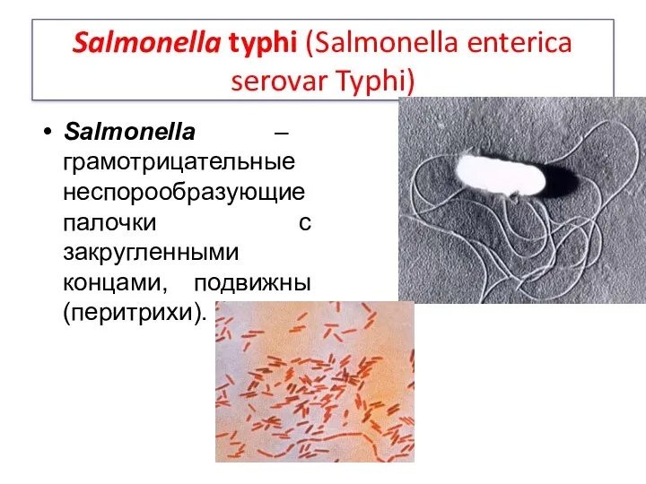 Salmonella typhi (Salmonella enterica serovar Typhi) Salmonella – грамотрицательные неспорообразующиепалочки с закругленными концами, подвижны (перитрихи).